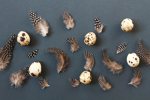Happy Easter concept of quail eggs and feathers on dark gray blue background. Top view. Copy space. Easter banner template.