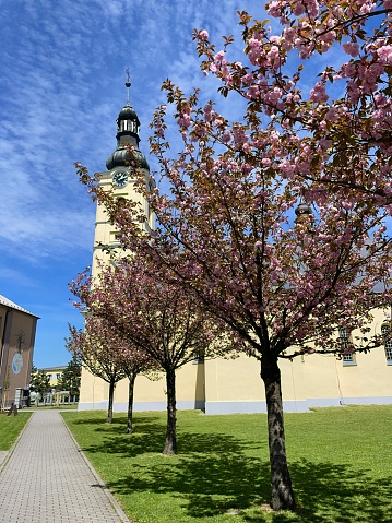 Sakura trees in the park which is located near the Church of St. George (Kostel svatého Jiří) in Dobrá.