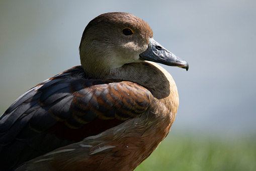 The Lesser Whistling Duck (Dendrocygna javanica), also known as Indian Whistling Duck or Lesser Whistling Teal.