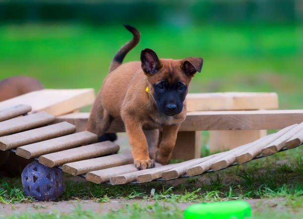 A Belgian Malinois puppy learns to negotiate unstable surfaces. Developing balance and agility in dogs is very important at a young age.