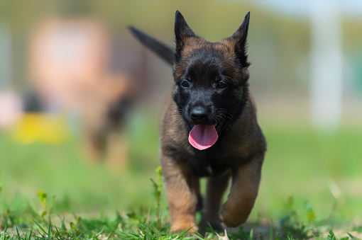 Portrait of a beautiful Belgian Malinois puppy with a very black muzzle. A dog in motion on a green lawn.