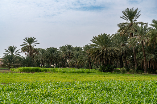 Green agriculture field, palm trees in oasis under  Wadi Bani Awf—one of Oman’s most picturesque valley.