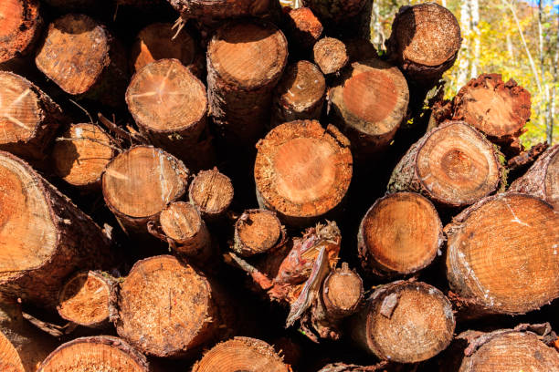 Stacked pine trunks felled by the logging timber industry