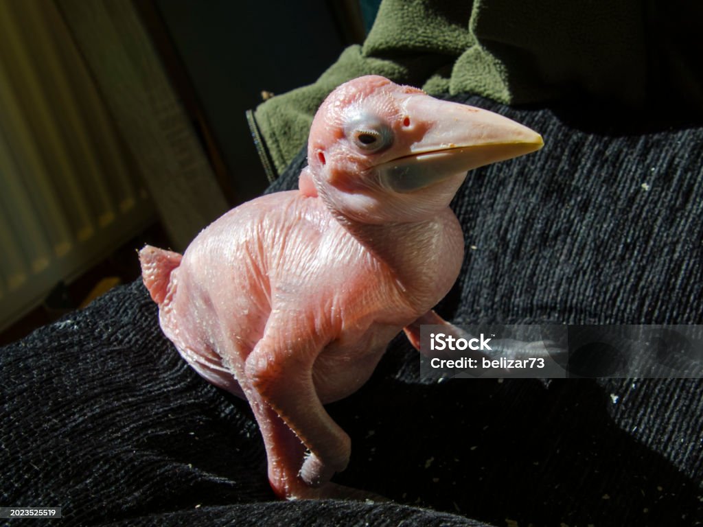 Hand Reared Hand Reared Papuan Hornbill Chicks Stock Photo - Download Image Now ...