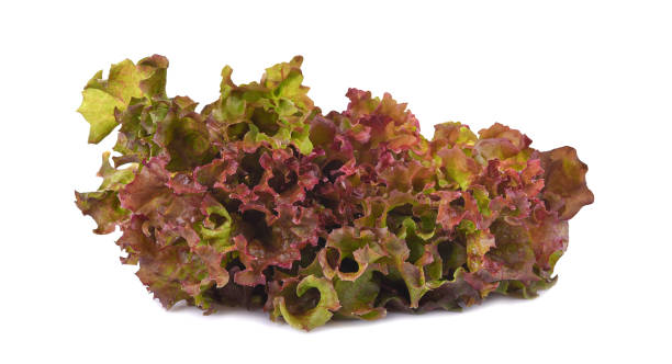 istock Fresh organic red lettuce isolated on white 2023535926