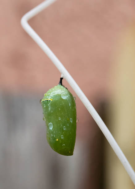 Green Monarch Butterfly Chrysalis Hangs from White Nylon Cord stock photo