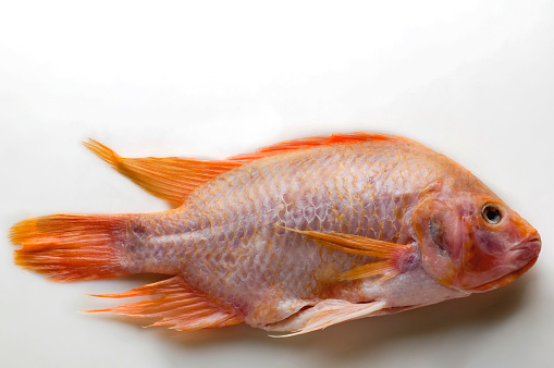 Fish, red mojarra, tilapia, red on white background