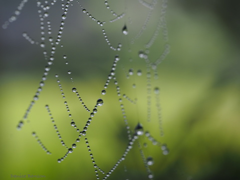 Close-up of dewy spider web