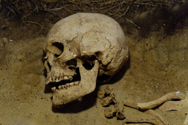 Old human skull in ancient tomb at archaeological excavation.