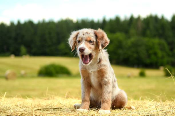 istock Australian shepherd puppy in nature 2023569140