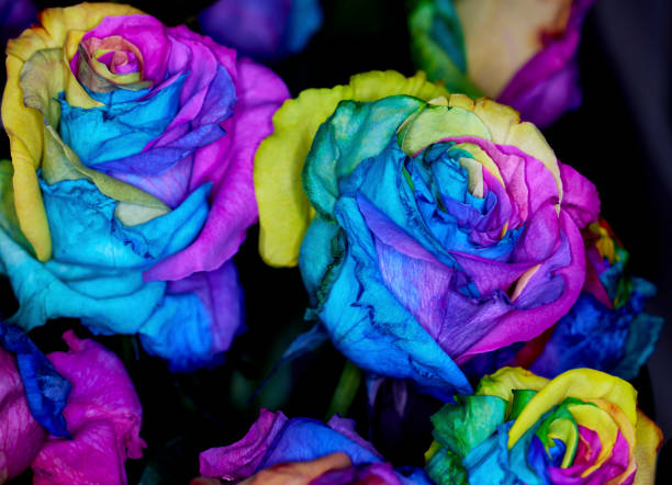 Close up of Rainbow Colored Dyed Roses