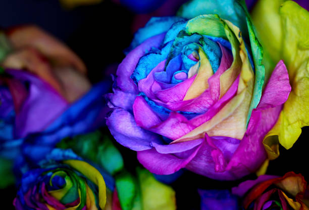 istock Close up of Rainbow Colored Dyed Roses 2023579407
