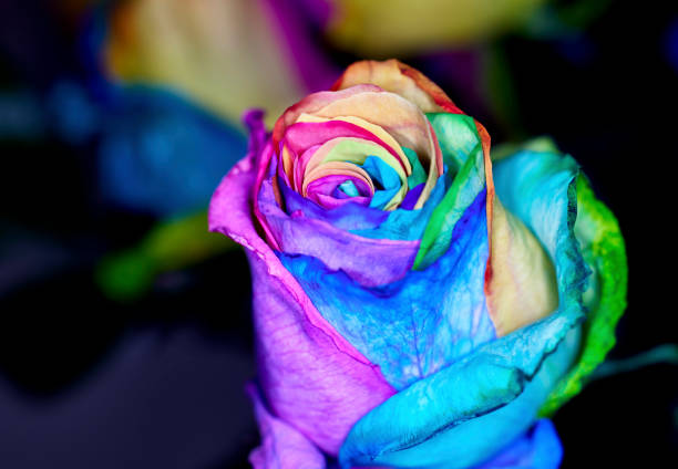 istock Close up of Rainbow Colored Dyed Roses 2023579832