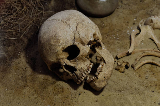 istock Old human skeleton in ancient tomb at archaeological excavation 2023581458