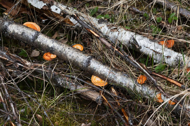 Cinnabar polypore, Trametes cinnabarina fruiting bodies growing on a dead Birch trees in a boreal forest in Estonia, Northern Europe