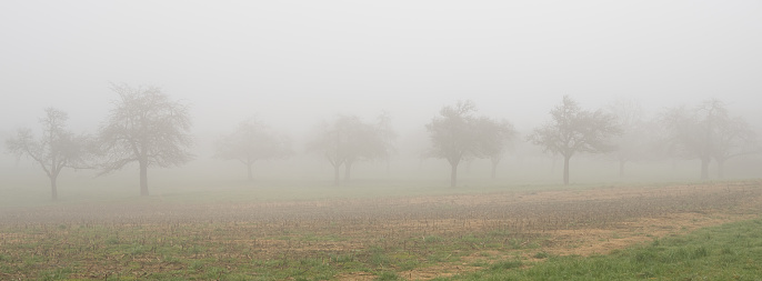 Panoramic view of an orchard and a field in a dense fog in eastern Switzerland