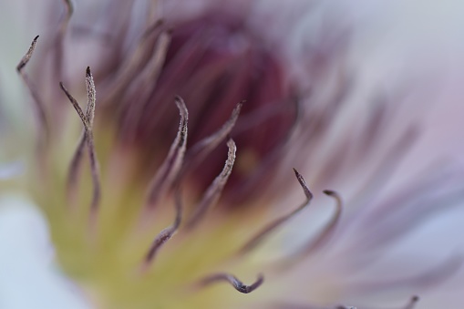 Macro close up of the centre parts of a pastel purple clematis flower