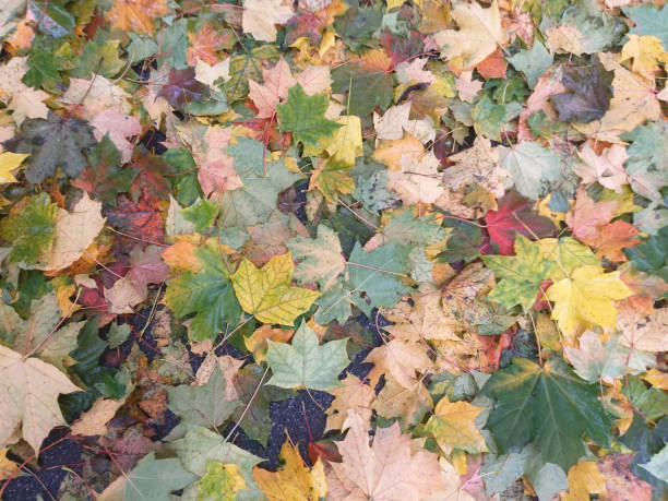 Autumn background: colorful wet maple leaves cover the ground