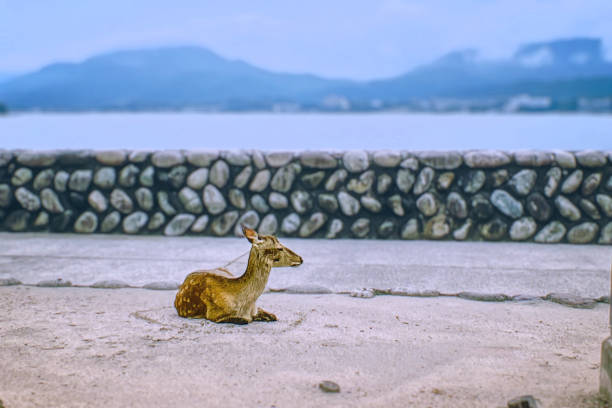 This photograph captures a moment of peace and tranquility as a herd of wild deer rest near a river in Hiroshima.