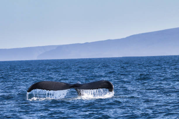 istock Humpback whale tail breaking through the Maui ocean. 2023632732