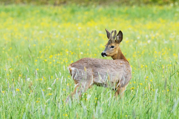istock A lonely Roe deer buck standing on a blooming meadow and looking behind its back in rural Estonia 2023633763