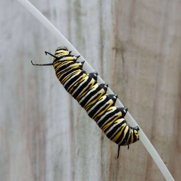 Monarch butterfly caterpillar with black, yellow, and white stripes is choosing a white nylon cord against a brown wood background to begin its chrysalis transformation.
