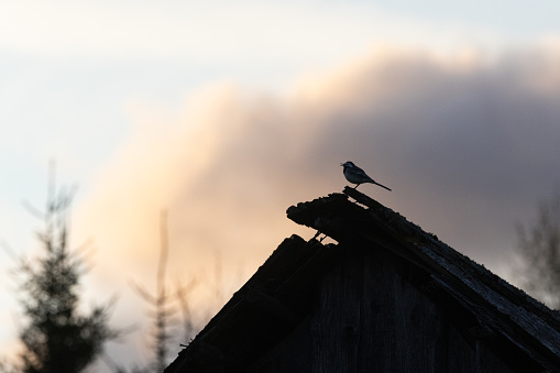 A silhouette of a small White wagtail standing on a roof during a summery sunset in rural Estonia, Northern Europe