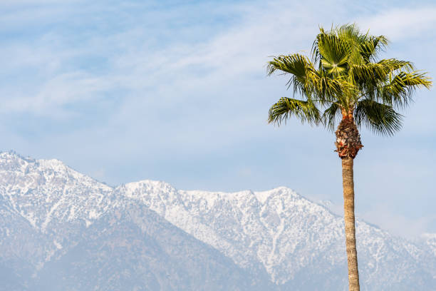 Palm Tree Frame Right and Snow-capped San Gabriel Mountains - fotografia de stock