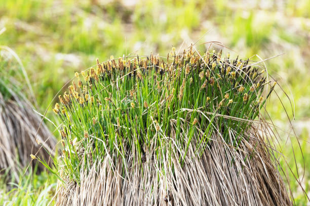 zbliżenie na carex kępkowy (carex cespitosa) kwitnący na podmokłej łące na wsi w estonii - carex zdjęcia i obrazy z banku zdjęć