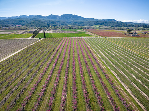Aerial view of rows of peach, cherry or almond trees full of beautiful pink blossoms flowers. Sustainable farm with eco-friendly practices in fruit tree cultivation in Ribera de Ebro and Aitona.