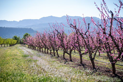 rows of peach, cherry or almond trees full of beautiful pink blossoms flowers. Sustainable farm with eco-friendly practices in fruit tree cultivation in Ribera de Ebro and Aitona.