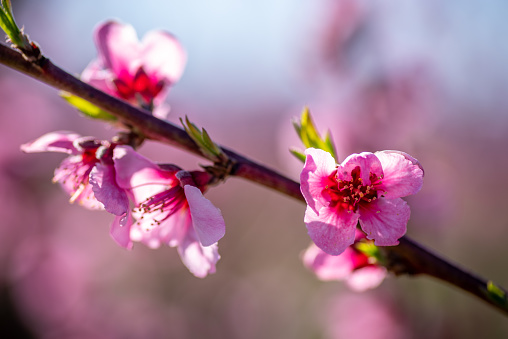 Beautiful tender cheery tree flowers border, blooming nature, first blossom, sunny day, natural border, spring time concept