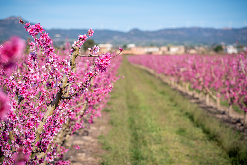 Peach trees blooming in Ribera de Ebro, various fruit trees in bloom and a mountain on background. Located in Catalonia region, Spain