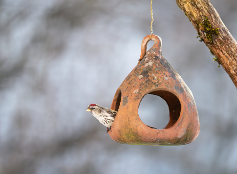 Redpoll perching on a terracotta bird feeder.