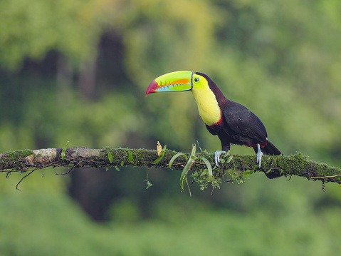 a keel-billed toucan perching on a branch at boca tapada in costa rica