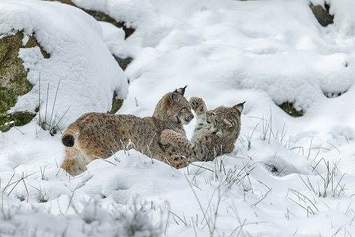 Two Eurasian lynxs (Lynx lynx) playing in snow.
