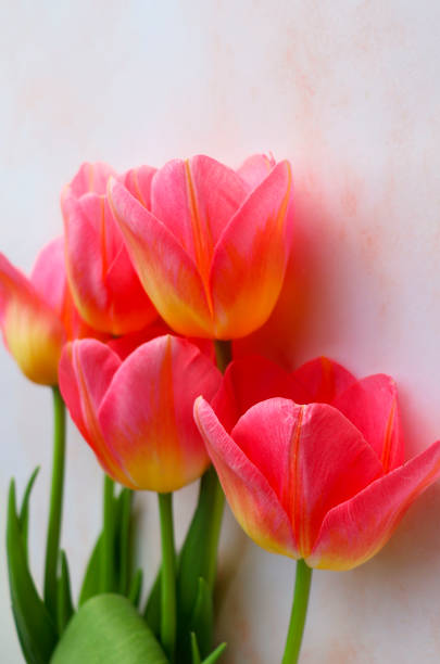 bouquet of tulips on pink background. spring bouquet