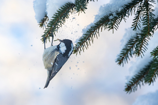Cute little Coal tit hanging on to a Norway spruce branch and looking for food in order to survive the cold on a winter day in Estonia, Northern Europe