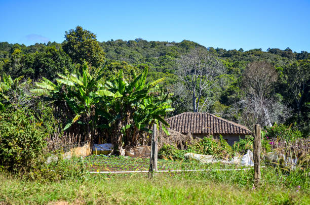 Honduran landscape with trees and house