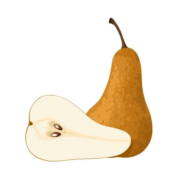 Vector illustration of Bosc pear, also known as Kaiser.