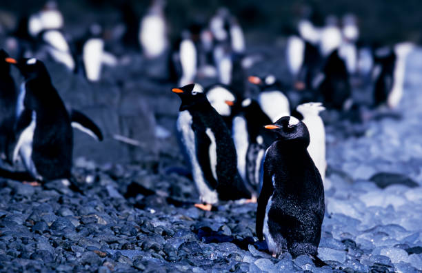 Small flock of adult and infant gentoo penguins on the rocky shore of Antarctica, near their rookery.Taken in Antarctica