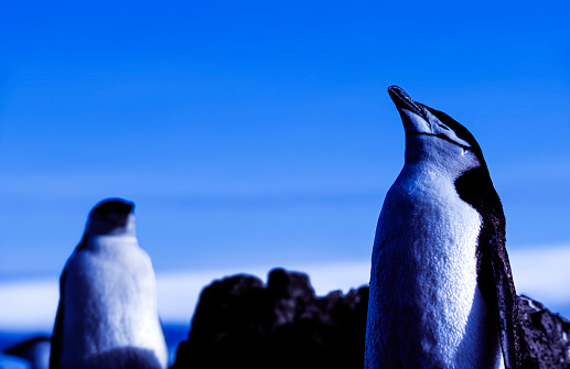 Low angle close-up of wild adult chinstrap penguin (Pygoscelis antarcticus) sunning himself atop a rocky penguin rookery off the shore of Antarctica,\n\nTaken in Antarctica