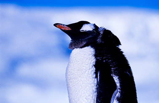 Humboldt Penguin- Spheniscus humboldti-Ballestas islands nature reserve, Peru