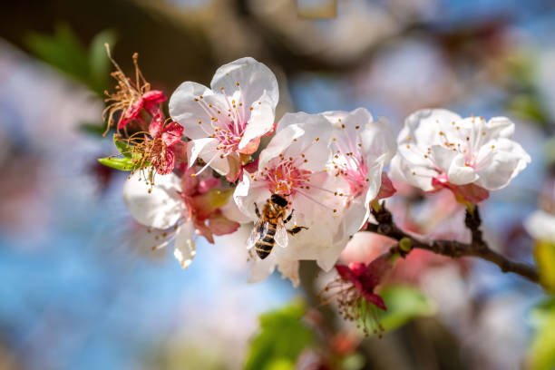 honey bee gathering pollen from fresh white cherry blossoms. spring activities. Selective Fodus Bee.