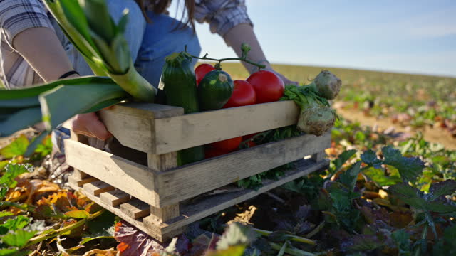SLO MO Closeup of Female Farmer Picking Up Wooden Crate Full of Harvested Vegetables on Farm