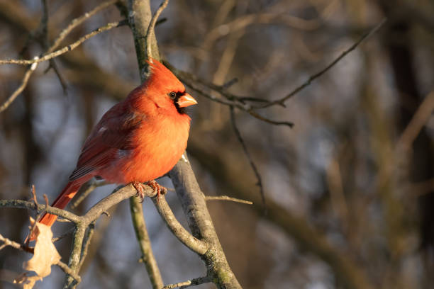 istock Male Northern Cardinal XI 2023717994
