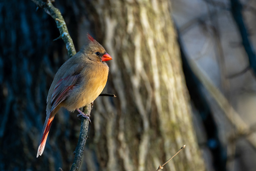 A female Northern Cardinal (Cardinalis cardinalis) perched on a branch in evening light at Blendon Woods Park, Columbus, Ohio.