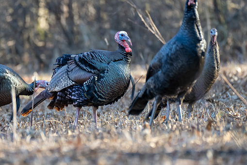 A male wild turkey (Meleagris gallopavo) with a group of females at Blendon Woods Park, Columbus, Ohio.