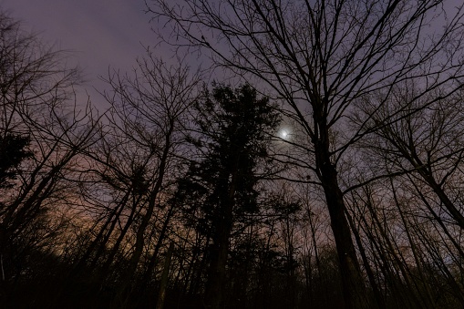 Maple and fir trees silhouetted against the night sky in winter time at Blendon Woods Park, Columbus, Ohio.