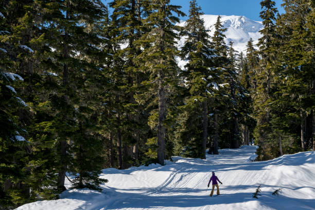 istock Skier skis down track through forest 2023727927